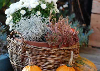 Tanja Koller - energetska zdravilka